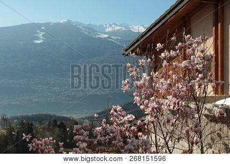 Blooming Cherry Tree In Sion, Switzerland. Spring Time