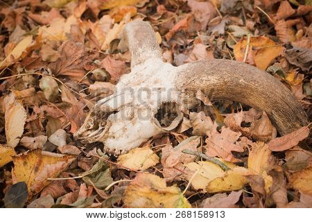 Moufflon Skull In The Autumnal Forest - Hunter Or Bushcraft Still Life