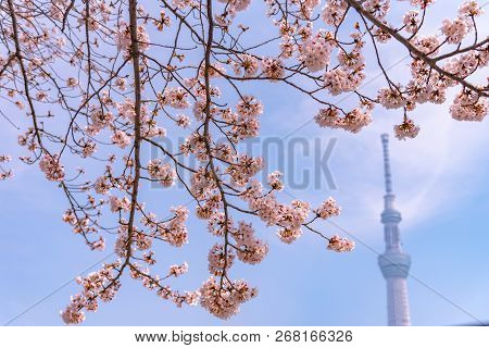 Tokyo, Japan - March 29, 2018: Tokyo Skytree Tower With Cherry Blossoms In Full Bloom At Sumida Park