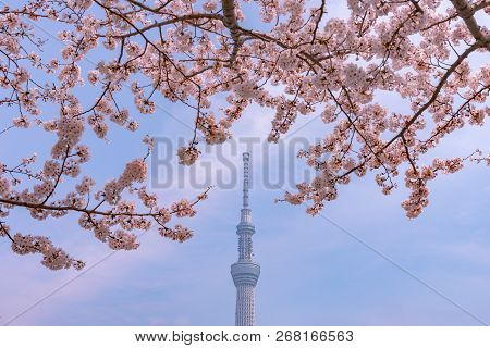 Tokyo, Japan - March 29, 2018: Tokyo Skytree Tower With Cherry Blossoms In Full Bloom At Sumida Park