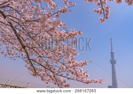 Tokyo, Japan - March 29, 2018: Tokyo Skytree Tower With Cherry Blossoms In Full Bloom At Sumida Park