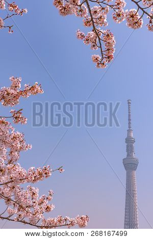 Tokyo, Japan - March 29, 2018: Tokyo Skytree Tower With Cherry Blossoms In Full Bloom At Sumida Park