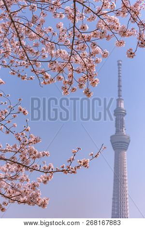 Tokyo, Japan - March 29, 2018: Tokyo Skytree Tower With Cherry Blossoms In Full Bloom At Sumida Park
