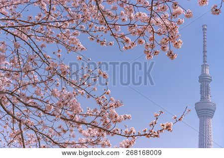 Tokyo, Japan - March 29, 2018: Tokyo Skytree Tower With Cherry Blossoms In Full Bloom At Sumida Park