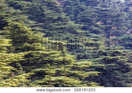 Cedar Forest In Lebanon. The Mountains Of Lebanon Are Covered With Thick Cedar Forests. Cedar Is The