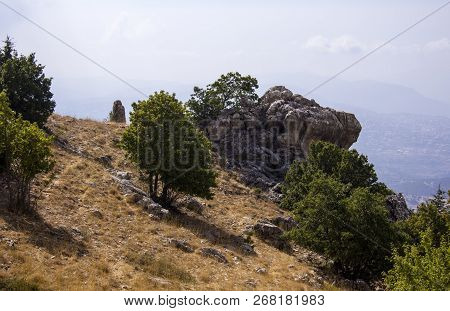 Cedar Forest In Lebanon. The Mountains Of Lebanon Are Covered With Thick Cedar Forests. Cedar Is The