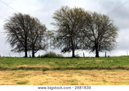 Stromy Fenceline