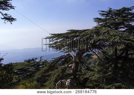 Cedar Forest In Lebanon. The Mountains Of Lebanon Are Covered With Thick Cedar Forests. Cedar Is The
