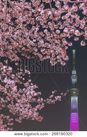 Tokyo, Japan - March 29, 2018: Tokyo Skytree Tower With Cherry Blossoms In Full Bloom At Sumida Park