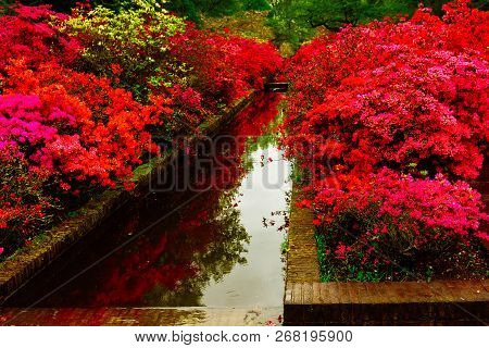 Colourful Red And Pink Rododendron Flowers In Garden, Retro Toned