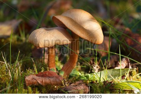 Mower's Mushrooms In Moss