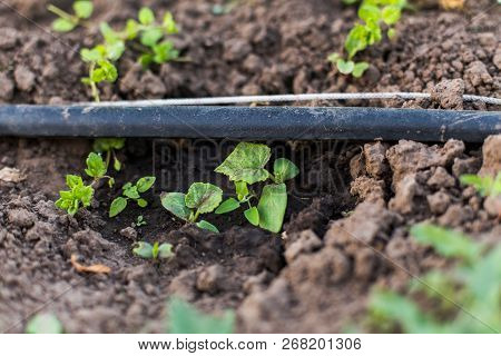 A Young Cucumber Sprout With Two Leaves On A Bed. The Garden In The Spring.