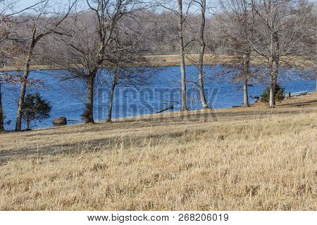 Beaver Damage To A Tree Alongside A Small Lake, Winter, Horizontal Aspect