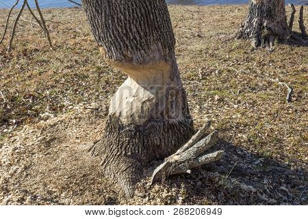 Trunk Of A Tree Badly Damaged By Beavers, Winter, Horizontal Aspect