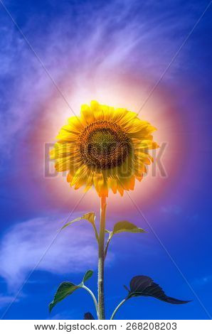 Sunflower Summer Flower Close-up. Agroculture At Harvest.