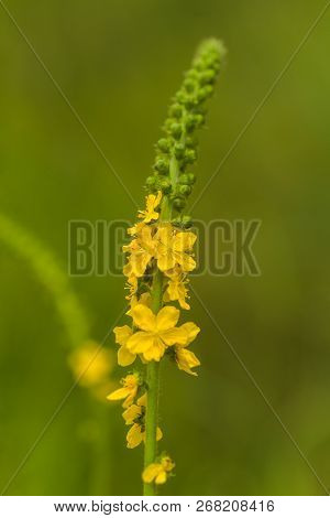 Agrimonia Eupatoria, Common Agrimony, Church Steeples Or Sticklewort Yellow Flower From A Multitude