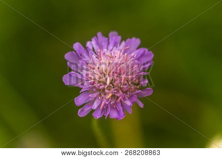 Scabiosa Triandra, Scabiosa, Scabious, Pincushion Flowers, Purple Flower Close-up On A Field On A Gr