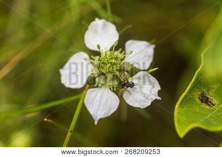 Nigella Arvensis L. Subsp. Arvensis, Nigella, Devil-in-a-bush, Love-in-a-mist Gently Blue Flowers Wi