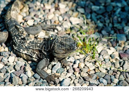 Iguana Lizard Sitting On Grey Stones In Honduras On Sunny Day On Natural Background. Wildlife, Wild 
