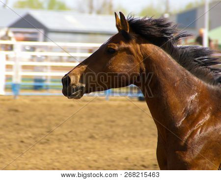 Side View Of The Head Of A Brown Horse With Black Mane At The Bucking Horse Sale In Miles City Monta