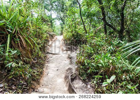 Jungle Trail Near Trindade Village Near Paraty, Rio De Janeiro State, Brazil.