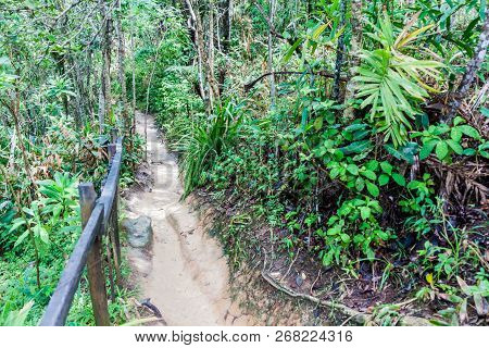 Jungle Trail Near Trindade Village Near Paraty, Rio De Janeiro State, Brazil.