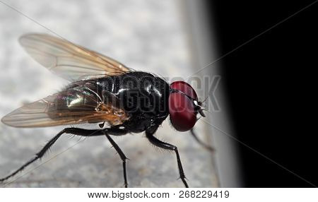 Macro Photography Of Noon Fly On The Floor With Copy Space