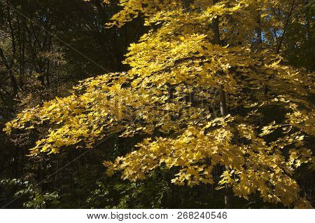 Autumn Landscape In Sokolniki Park In Moscow, Russia
