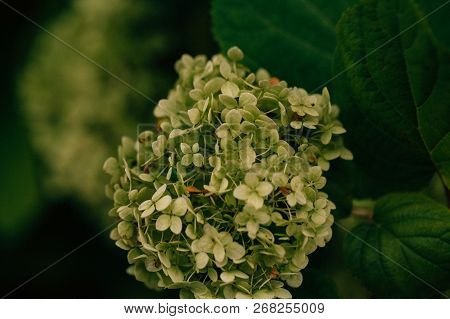 Small Ight Green Flowers On Blurred Background Close Up