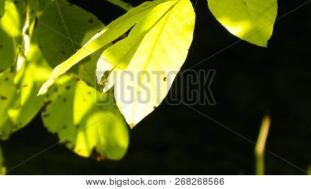 Close Up Of Green Leaves. Balkan Nature.