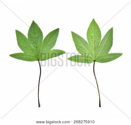 A Roselle Leaves Isolated On White Background