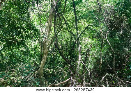 Jungle In Nature Reserve Esteros Del Ibera, Argentina