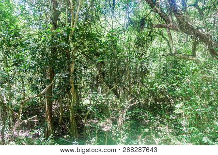 Jungle In Nature Reserve Esteros Del Ibera, Argentina
