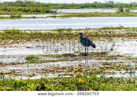 Southern Screamer Chauna Torquata In Esteros Del Ibera, Argentina