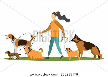 Dog Walker. Young Woman Walking With Dogs. Vector Illustration.