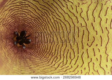 Inner Details Of A Stapelia Gigantea Succulent Yellow Blossom Flower.