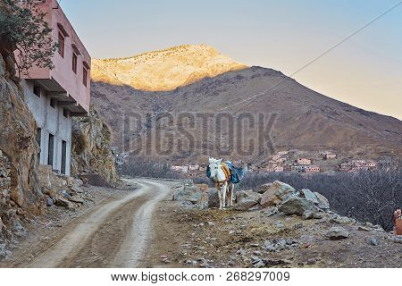Town Of Imlil, Lonely Donkey On The Road, Toubkal National Park, Morocco