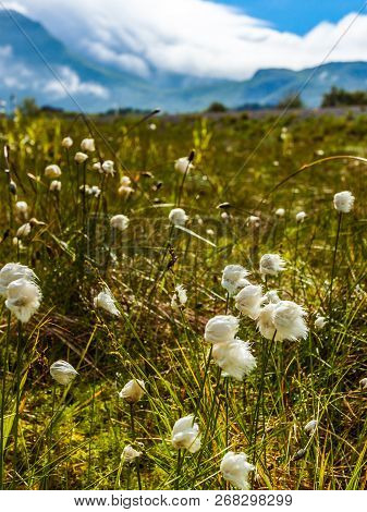 White Flowers And Mountains Covered With Clouds In Background. Gimsoya Island Landscape, Nordland Co