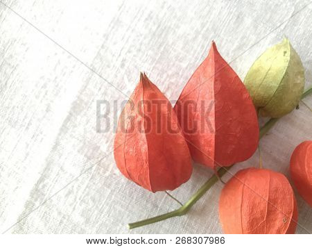 Physalis Flower In Orange And Green Colors On Linin Tissue In Vintage Style