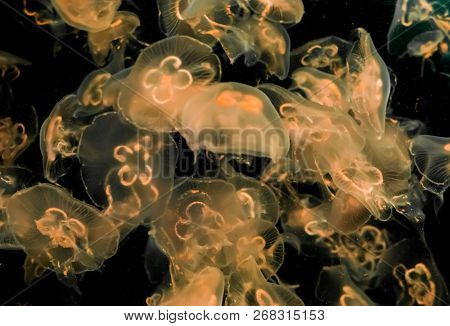 Beautiful Marine Life Background Of Many Moon Jellyfish Lighting Up And Glowing In The Dark Ocean