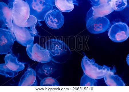 Many Common Moon Jelly Fish Swimming In The Ocean And Glowing In Blue Purple Colors Beautiful Marine