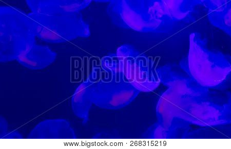 Group Of Common Moon Jelly Fish Swimming In The Ocean And Glowing In Blue And Purple Colors A Marine