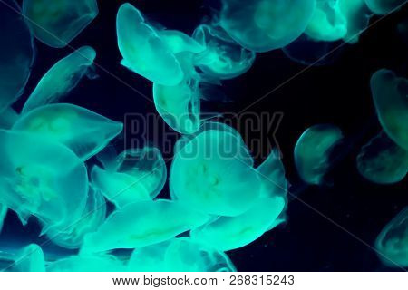 Amazing Marine Life Background Of A Group Of Common Moon Jellyfish Swimming In The Dark Sea And Givi