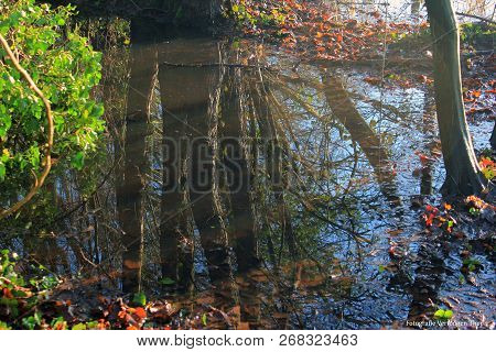 Refelection Of A Tree In A Small Pool Of Water