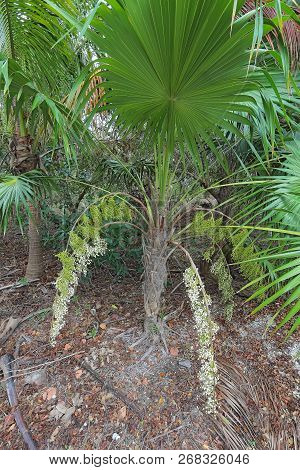 Leaves, Stem, Flowers And White Fruits Of The Florida Thatch Palm (thrinax Radiata) Growing Among Sc