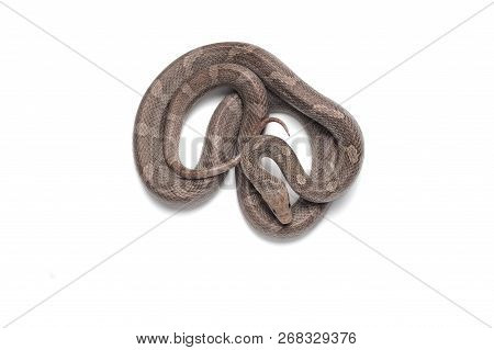 Maro Corn Snake Isolated On White Background