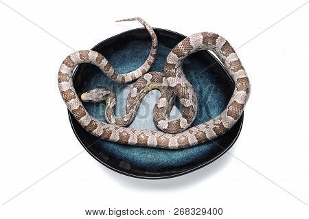Maro Corn Snake Isolated On White Background