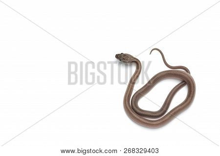 Maro Corn Snake Isolated On White Background