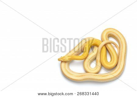 Maro Corn Snake Isolated On White Background
