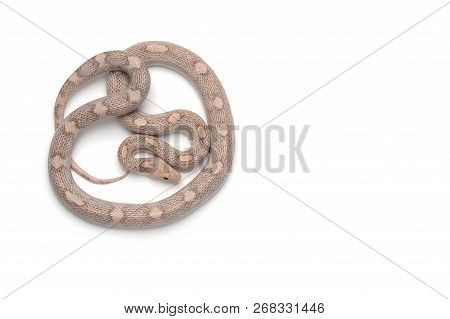 Maro Corn Snake Isolated On White Background